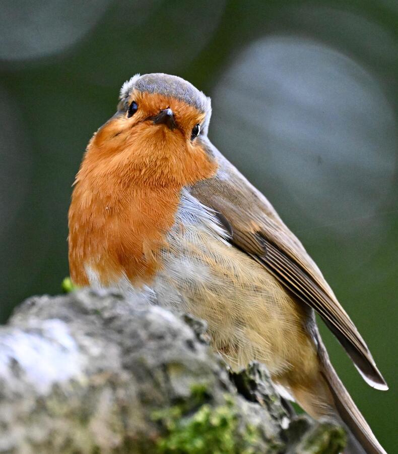 2026-04-07 2 Robin